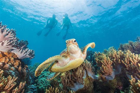 Snorkelling On The GBR | Cairns & Great Barrier Reef