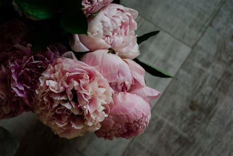 Pink Peony Flowers in Close-Up Photography · Free Stock Photo