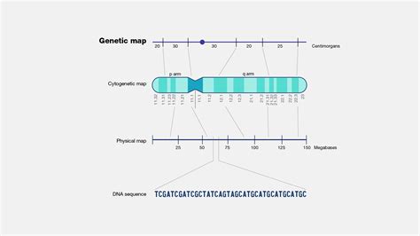 Diagram Of Chromosome With Gene