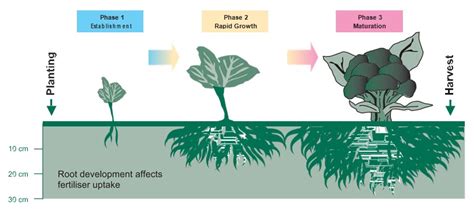 Broccoli Farming Business in India – Ultimate Guide