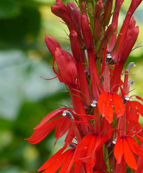 Cardinal flower | Identify that Plant