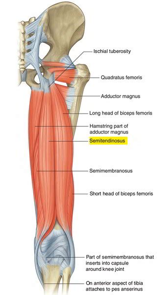 Easy Notes On 【Semitendinosus】Learn in Just 4 Minutes!