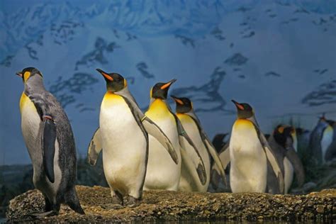 Top 20 King Penguin Facts - Habitat, Diet, Breeding & More | Facts.net