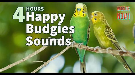 4 hours of Budgies Singing and Talking Happy budgies sounds || Happy ...