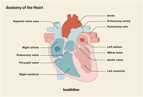 Superior Vena Cava Syndrome: Symptoms, Treatments, Causes