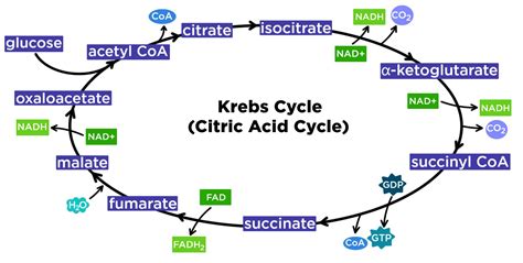 Krebs Cycle Glucose | Hot Sex Picture