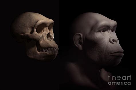 Homo Habilis With Skull Photograph by Science Picture Co - Pixels