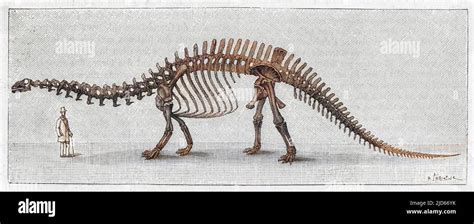 Skeleton of APATOSAURUS (also known as Brontosaurus excelsus) found in ...