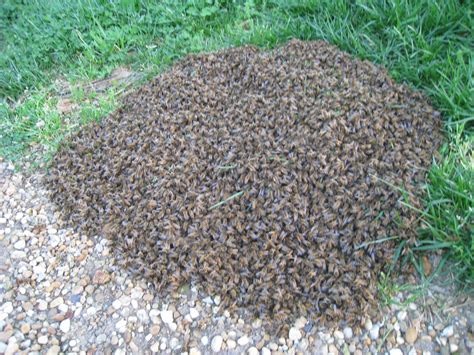 My First Honey Bee Swarm in Charles City, Virginia! | Beekeeping in ...