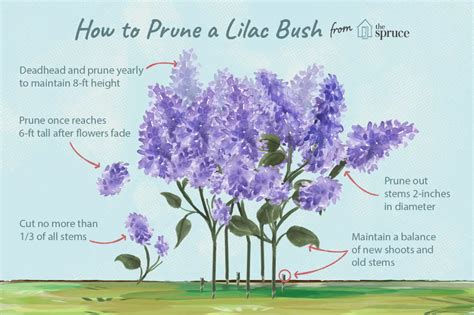 How to Prune Lilac Bushes in 2020 | Prune lilac bush, Lilac plant ...