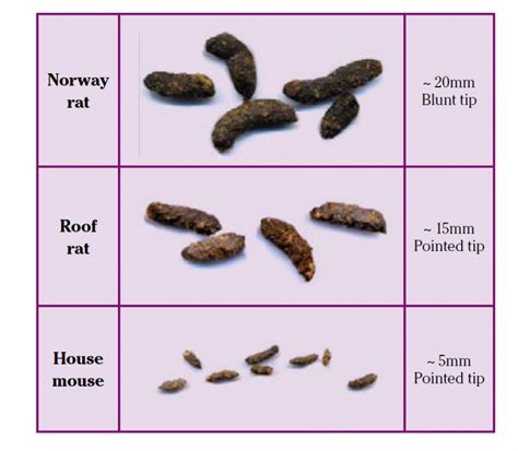 UNDERSTANDING RODENT FAECES - Professional Pest Manager