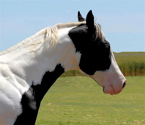 Tobiano Paint Horse Photograph by Cheryl Poland