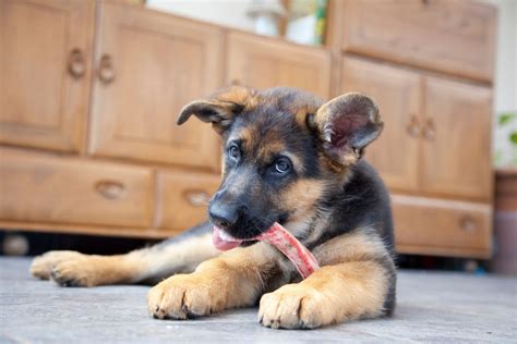 How Much To Feed A German Shepherd Puppy: An Easy To Follow Guide ...