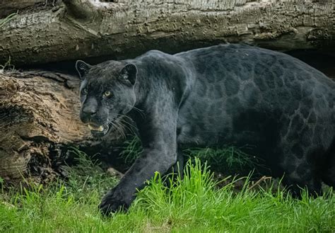 Rare Black Jaguar Arrives At Zoo As Part Of Conservation Program ...