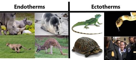 Are crustaceans endothermic or ectothermic? - ECHEMI