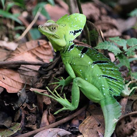 Rainforest Alliance (@rainforestalliance) : "We just spotted this ...