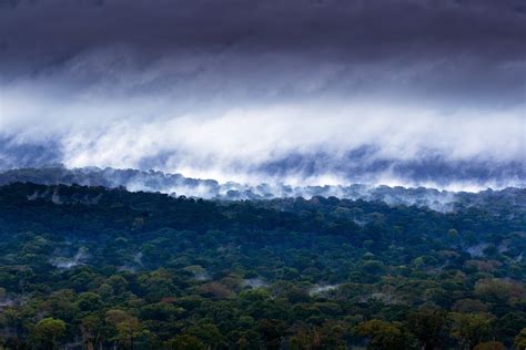 The Congo Basin rainforest, the second largest in the world, could ...