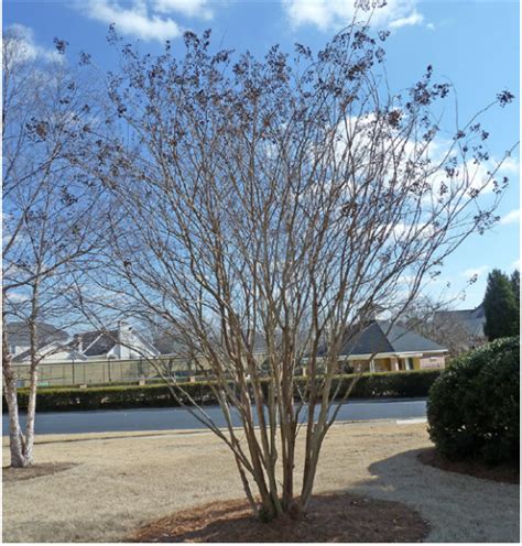 Pruning Crape Myrtles: How to Avoid “Crape Murder” | Glynn and McIntosh ...