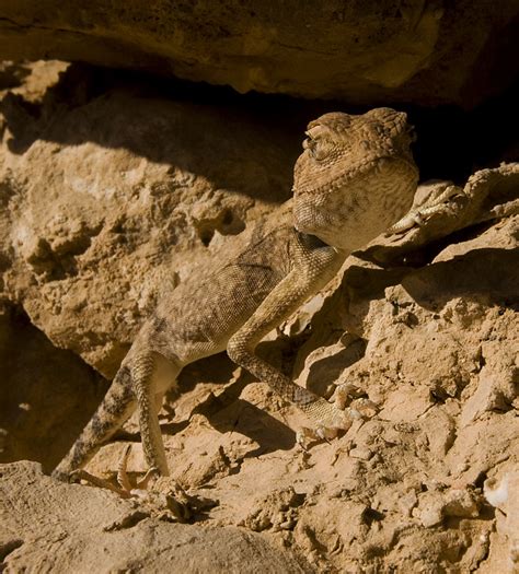 A lizard in the Negev desert