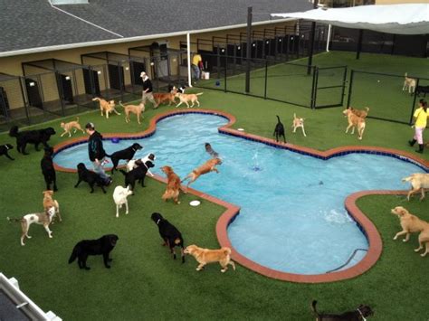 In America it is a Dog's Life. Pet Paradise Opens Luxury Resort in ...