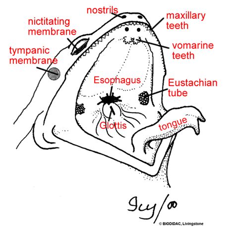 Anatomy of the Frog - Ms. McGee's Science Class