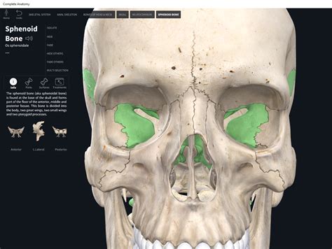 Bones: Skull, sphenoid. - Anatomy & Physiology - EroFound