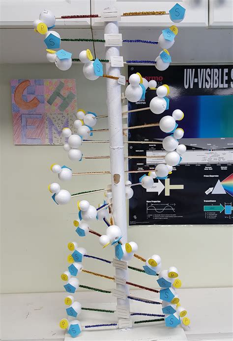 Grade 12 Biology: DNA 3D Models - Linden School 2018