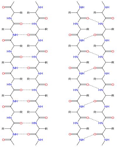 Difference Between Alpha Helix and Beta Pleated Sheet