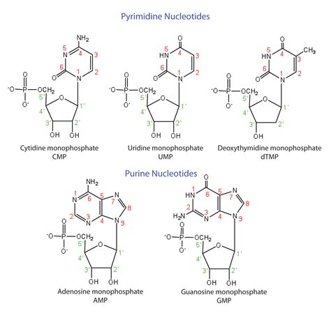 Nucleotides