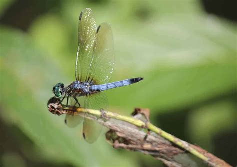 Cincinnati Nature Center · 365 CINCINNATI