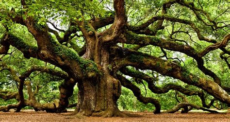 Sacred Medicine Trees of North America - The Sacred Science The Sacred ...