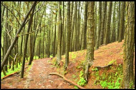 Vagamon Pine Forest - 2021 All You Need to Know Before You Go (with ...