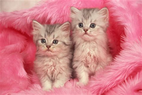 Pink Kitten Wallpaper Cute Cat Images | Biajingan Wall