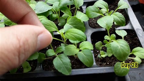 Growing Salvia from seed to sprout step-by-step | Victoria Blue Salvia ...