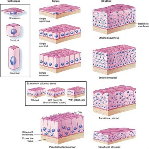 innervated epithelial Cells In The Epithelial Tissue tissues that cover ...