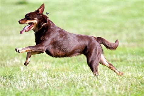 Australian Kelpies - Mirawee Stud