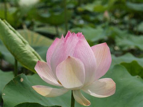 Pink Lotus Flower Wallpaper - WallpaperSafari