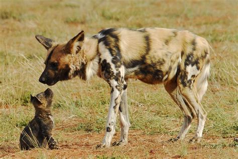 El licaón (Lycaon pictus) Las crías nacerán en una madriguera (de oso ...