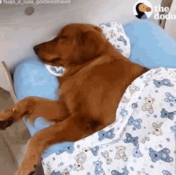 Funny Sleeping Dogs GIFs | Tenor