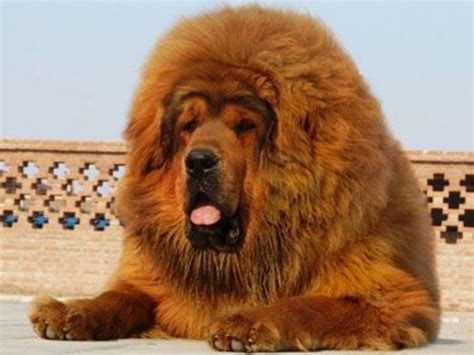 What Is The Biggest Mastiff Breed