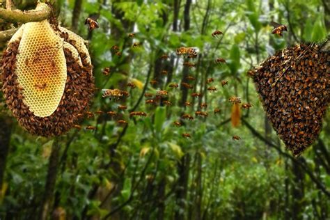 How Do Honey Bees Choose Their Nesting Site? » ScienceABC