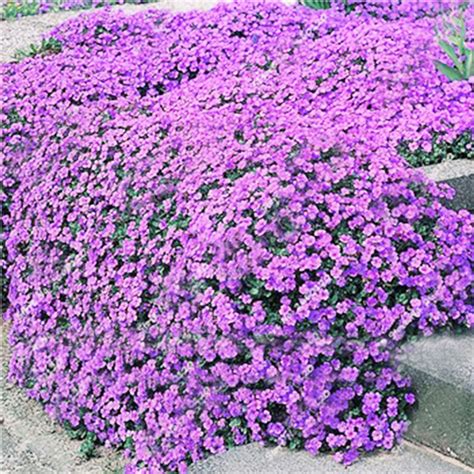 Creeping Thyme Ground Cover Seeds- Thymus Serpyllum Magic Carpet ...