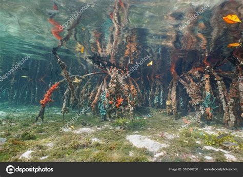 Underwater roots of mangrove tree Caribbean sea Stock Photo by ©wildam ...