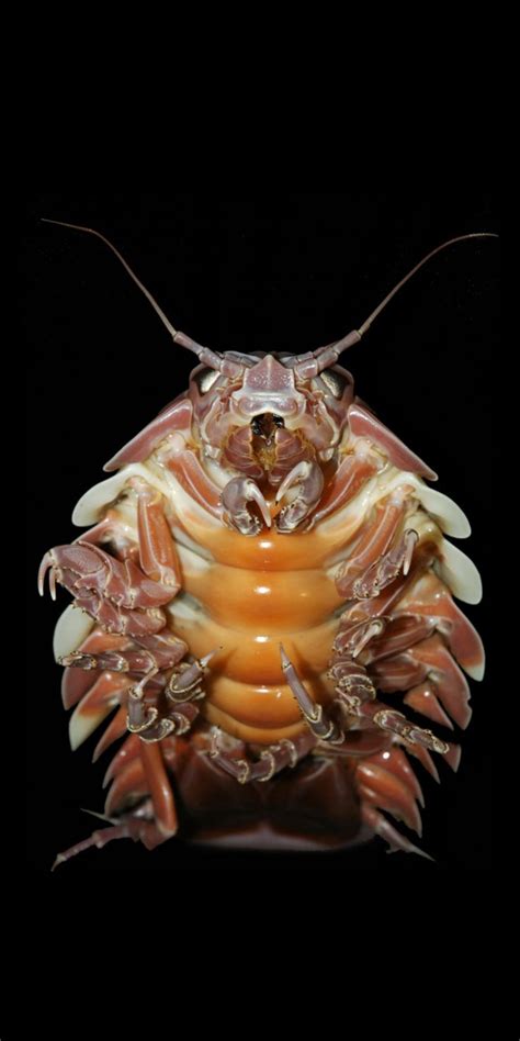 Giant Isopod | Giant isopod, Bathynomus giganteus, Deep sea creatures