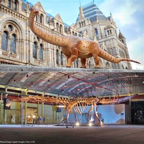 Titanosaur, the World's Largest Known Dinosaur, Goes On Display at ...