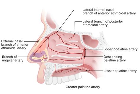 negocio Anestésico espectro anatomia de las fosas nasales Viento En ...