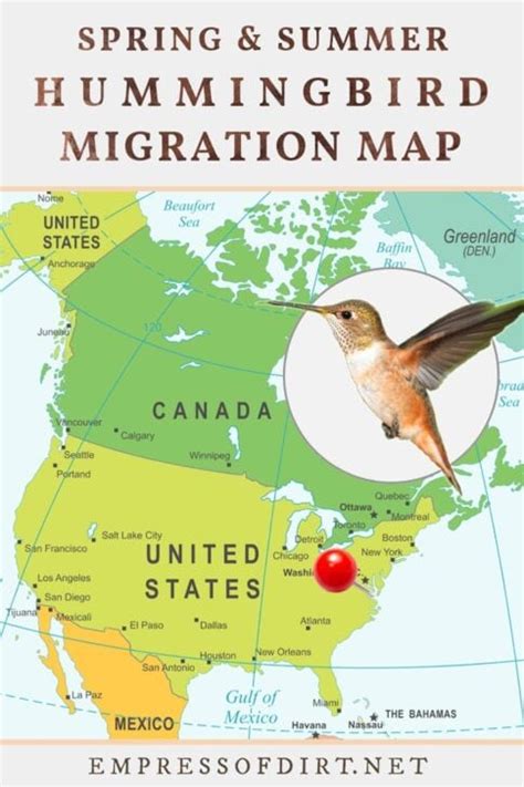 2021 Hummingbird Migration Map (Find Out When to Expect Them)