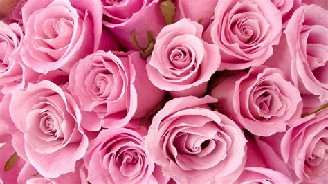 Download Rose Pink Flower Wallpaper HD - Cute Wallpapers