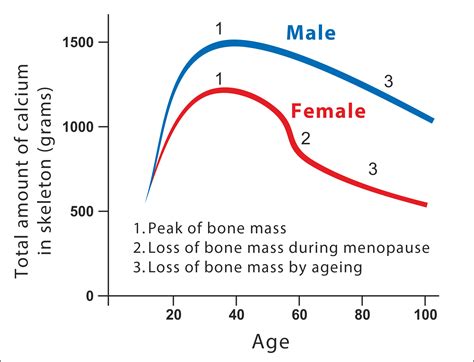 Female Bone Density Chart | Labb by AG