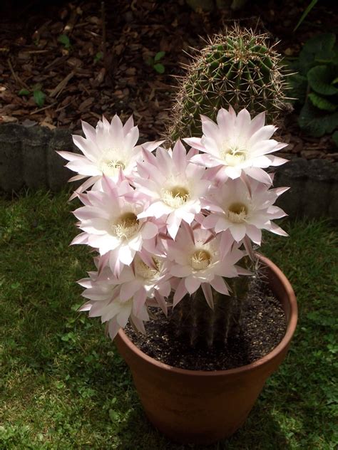 Free picture: cactus, flower garden, flowering, flowerpot, flower, pink ...